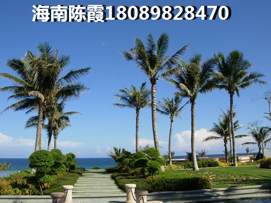 黄楝树能做盆景吗